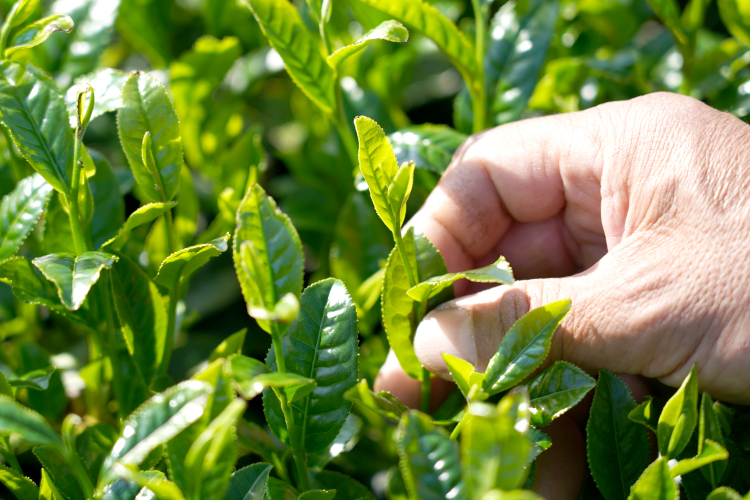 自社農園で9つの品種の茶葉を育てています